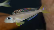 Xenotilapia flavipinnis