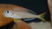Xenotilapia flavipinnis