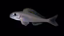 Xenotilapia nigrolabiata