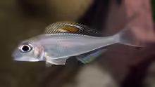 Xenotilapia nigrolabiata