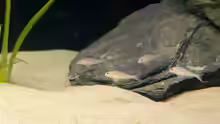 Xenotilapia papilio