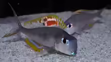 Xenotilapia