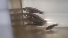 Xiphophorus meyeri