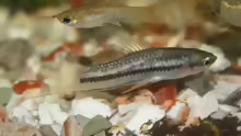 Xiphophorus nigrensis
