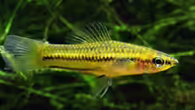 Xiphophorus pygmaeus