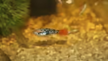 Xiphophorus variatus
