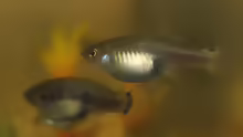 Xiphophorus xiphidium