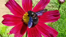 Xylocopa violacea