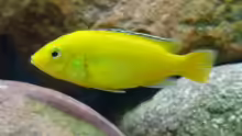 Yellow Weibchen