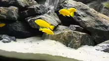 Yellow`s