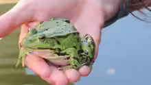 zahmer Frosch im letzten Sommer 