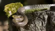 Zamenis longissimus