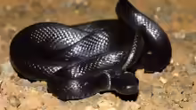 Zamenis persicus