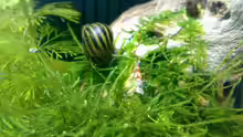 Zebra Rennschnecke und Cristal Red Garnele