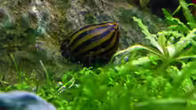Zebra Rennschnecke