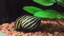 Zebra Rennschnecke