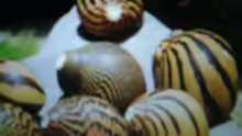 Zebra-Rennschnecken