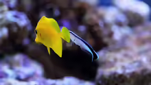 Zebrasoma flavescens