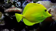 Zebrasoma flavescens