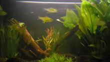 Hyphessobrycon pulchripinnis
