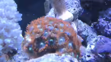 Zoanthus Fire&Ice