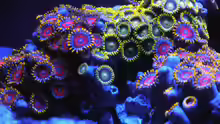 Zoanthus Mix im Blaulicht