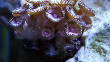 Zoanthus Pink Panther
