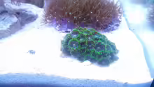 Zoas