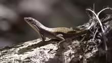 Zonosaurus rufipes