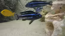 Zwei Melanochromis maingano