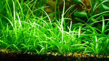 Sagittaria subulata