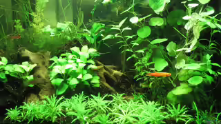 Aquariumfische Aquariumfische