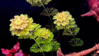 Aquariumpflanzen