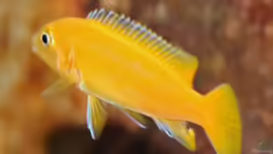 ..von ´jung zu alt´ .. wenn Fische adult werden ...