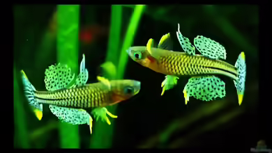 Auch Fische haben eine Seele !!!