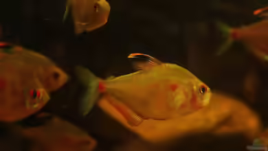 ~~ Der Schönste Salmler Amazoniens ~~
