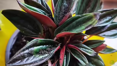  Peperomia caperata ´Rosso´ / Zwergpfeffer, Zierpfeffer