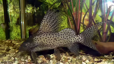 Synodontis - Allgemeines zu dieser Gattung