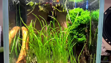 ~ Wasserflohhausen ~ von Martin L.