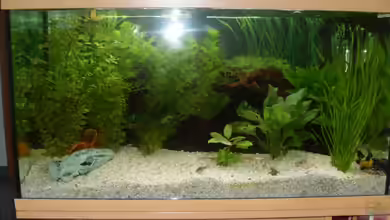 1. AQ Juwel Rio 125 von Timmmm