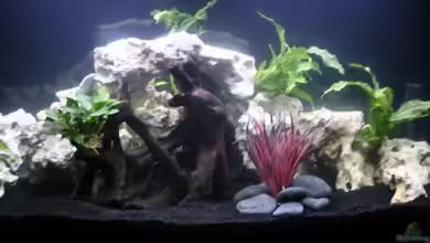 1. Aquarium (Malawi) von Marion Ptock