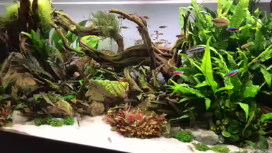 1. Aquascape von Vancouver2010