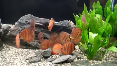 10 Fragen, die man sich vor dem Kauf neuer Fische stellen sollte