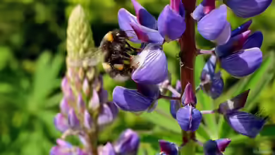 10 Gartenpflanzen für Hummeln - wertvolle Nahrungsquellen für Bestäuber im eigenen Garten