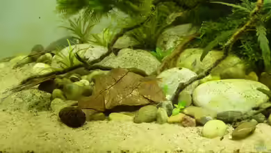10 Punkte, wenn du dein Aquarium mit Naturprodukten einrichten willst