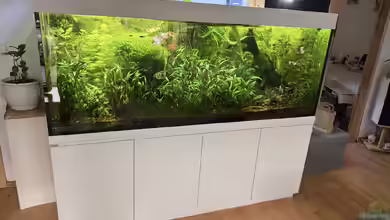 1000L Amazonas von signo