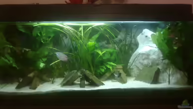 100er Asien von Fischer vom Bodensee