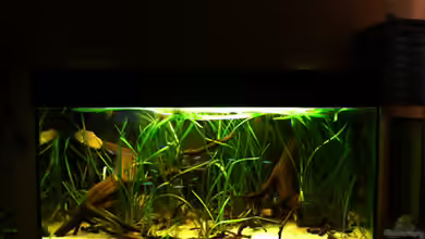 112 Südamerika,A von Cichlid Power