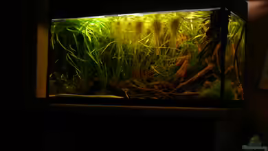 112 Südamerika,N von Cichlid Power