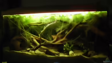 112l Wurzel jungel von Nils Müller